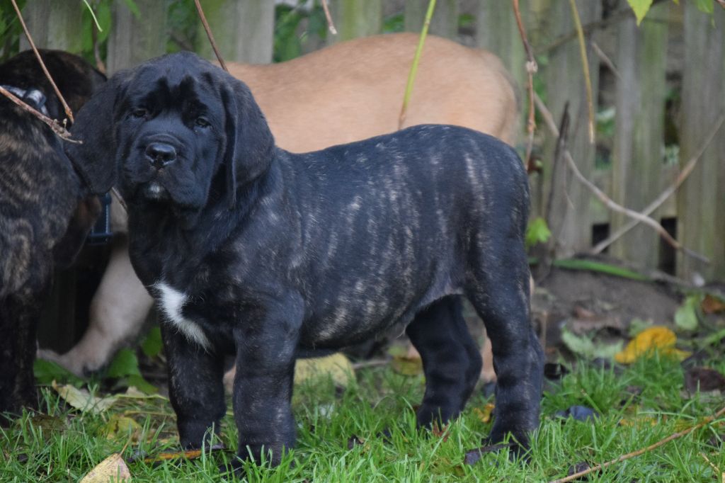 La Vallée Des Mountches - Chiot disponible  - Mastiff