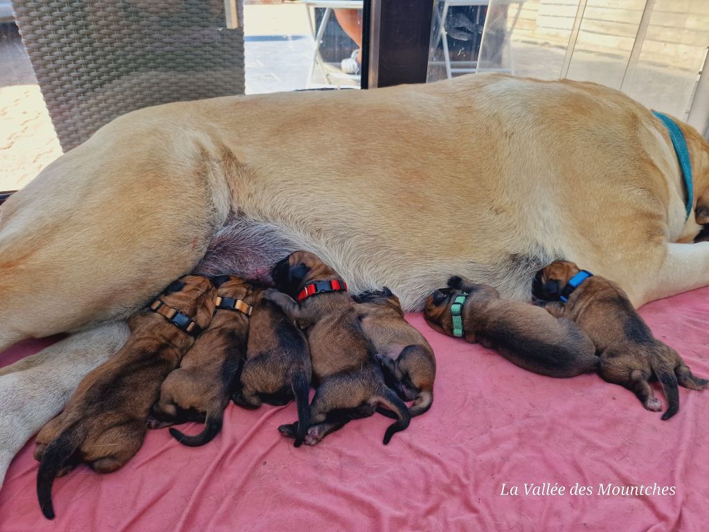 chiot Mastiff La Vallée Des Mountches