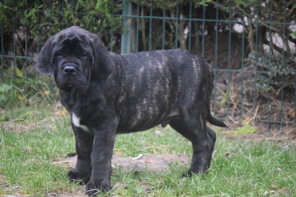 La Vallée Des Mountches - Chiot disponible  - Mastiff