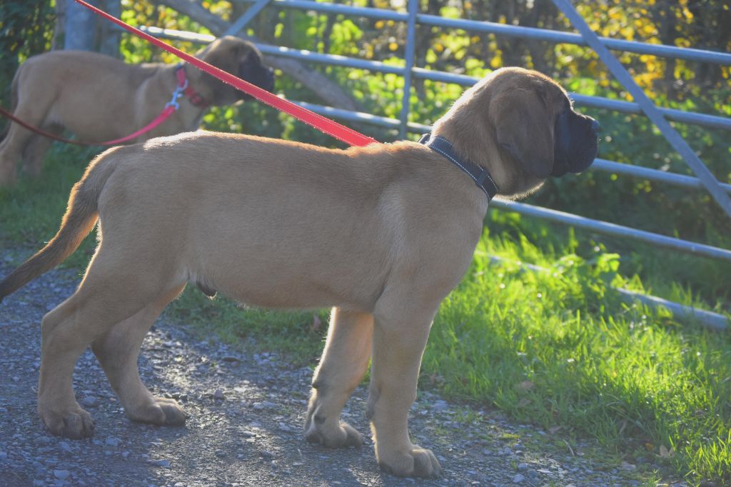 La Vallée Des Mountches - Chiot disponible  - Mastiff