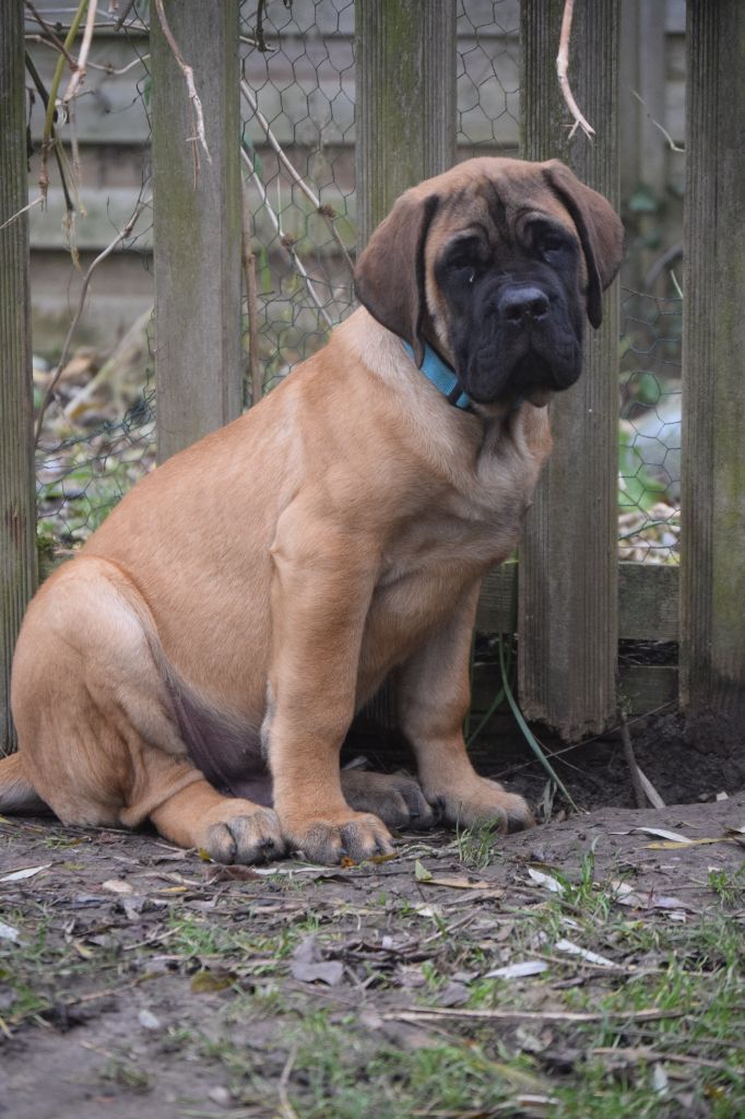 La Vallée Des Mountches - Chiot disponible  - Mastiff