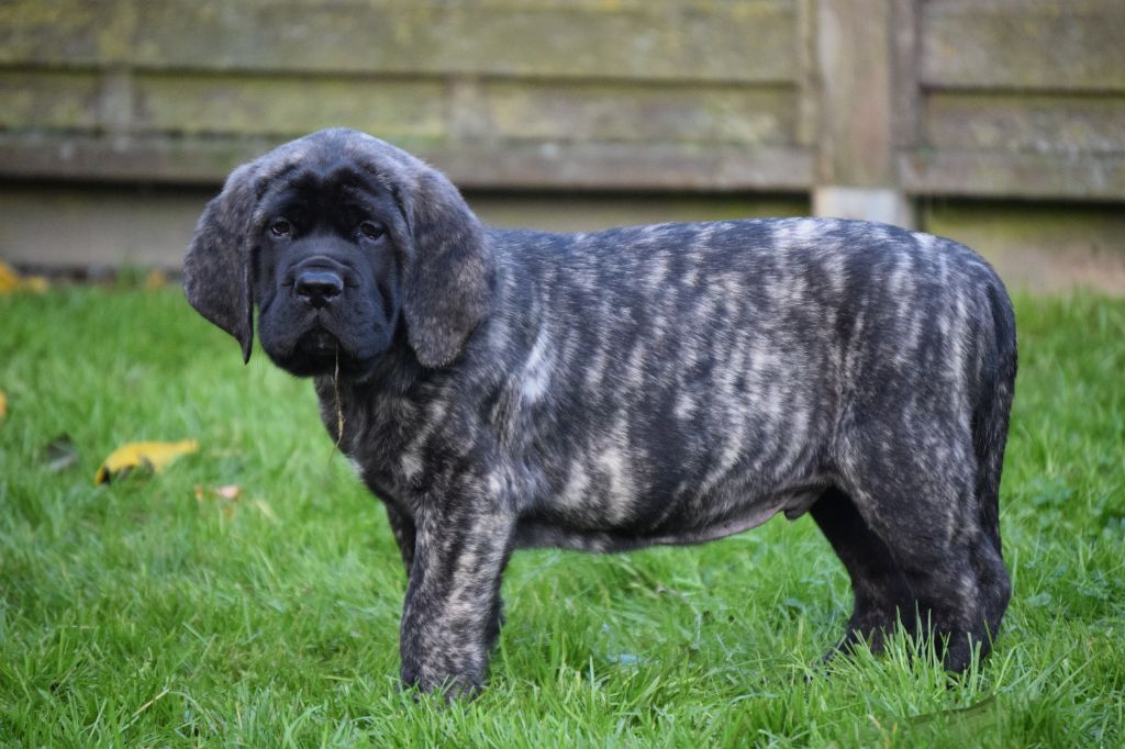 La Vallée Des Mountches - Chiot disponible  - Mastiff