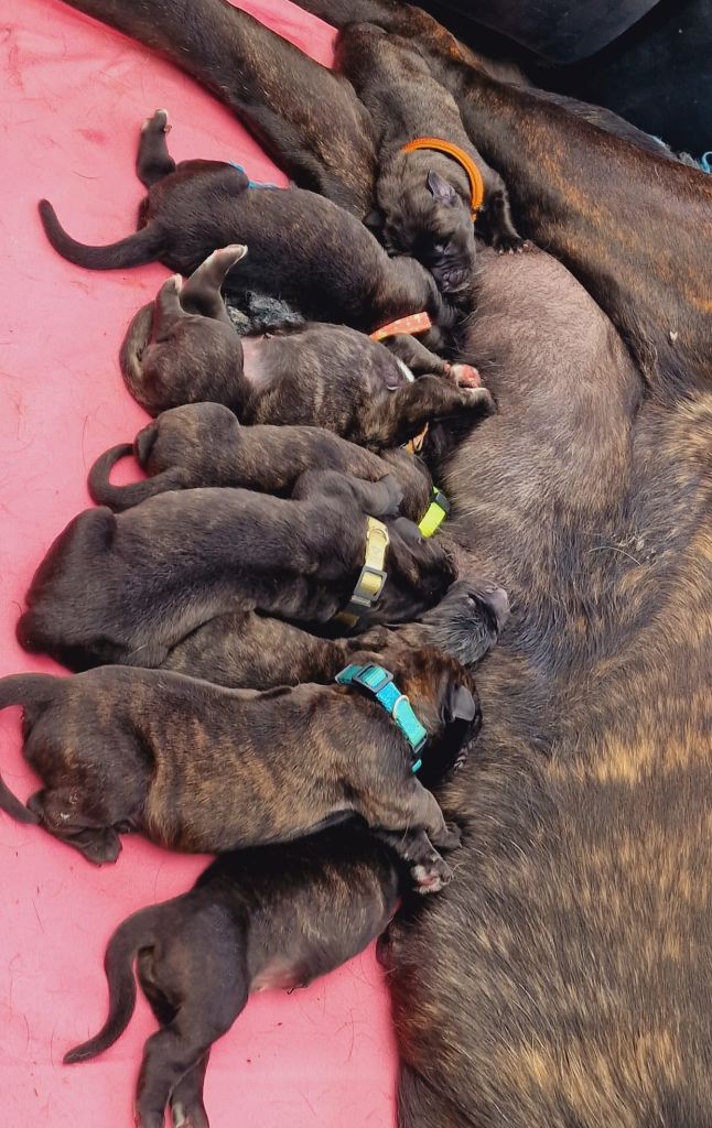 chiot Mastiff La Vallée Des Mountches