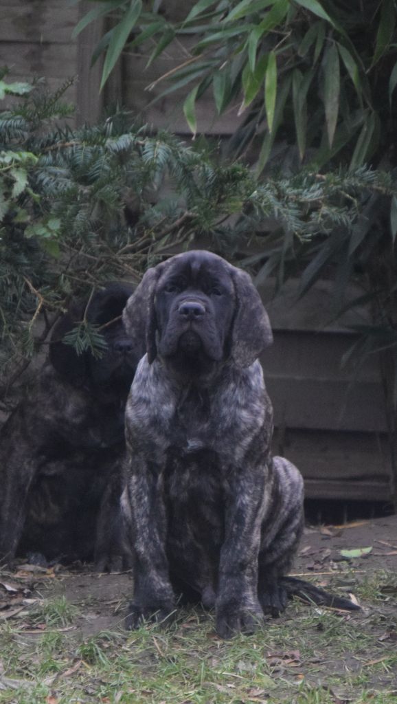 La Vallée Des Mountches - Chiot disponible  - Mastiff