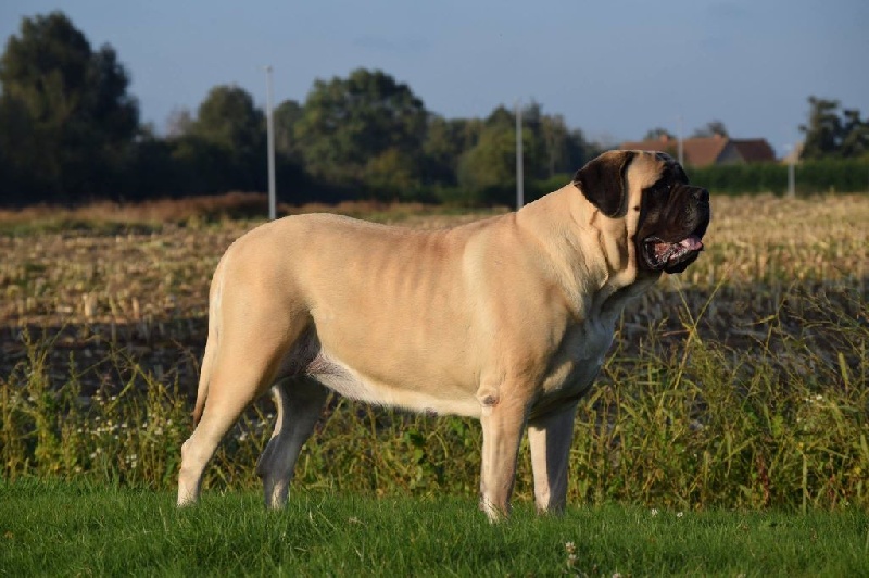 CH. L'or La Vallée Des Mountches